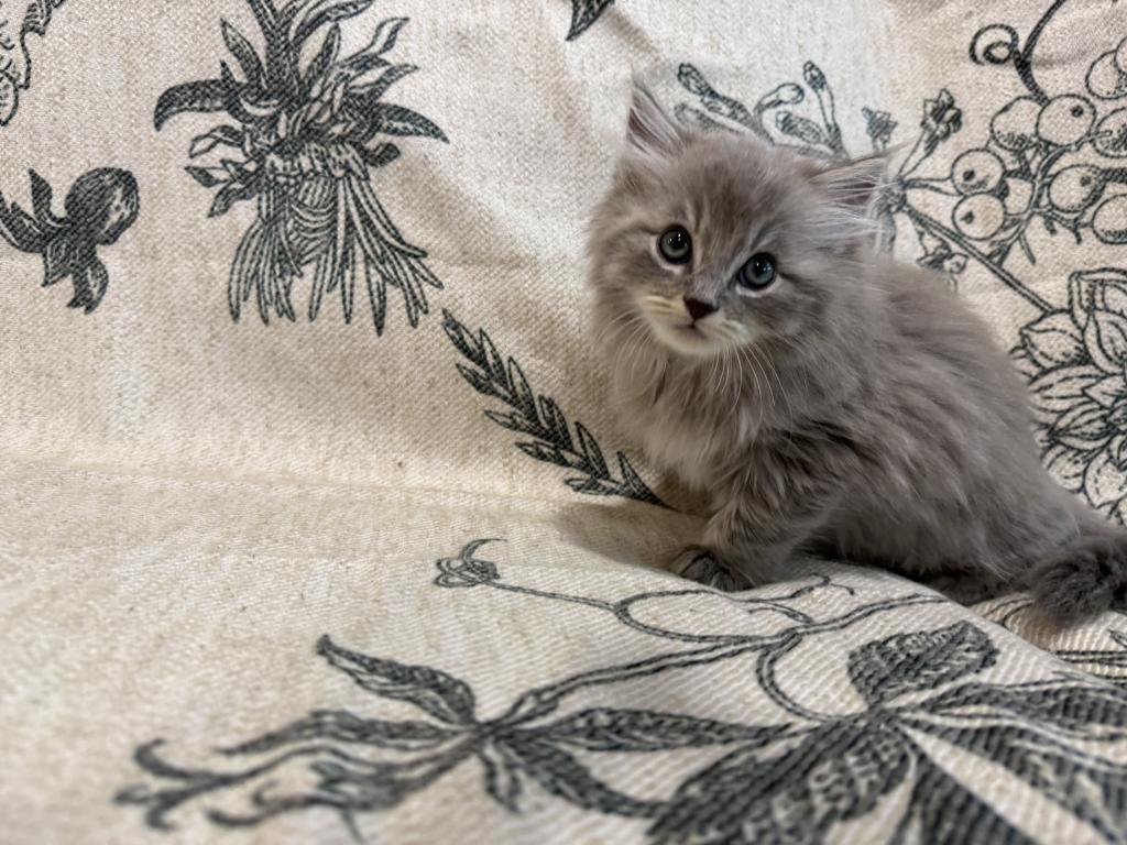 Felix photo 4