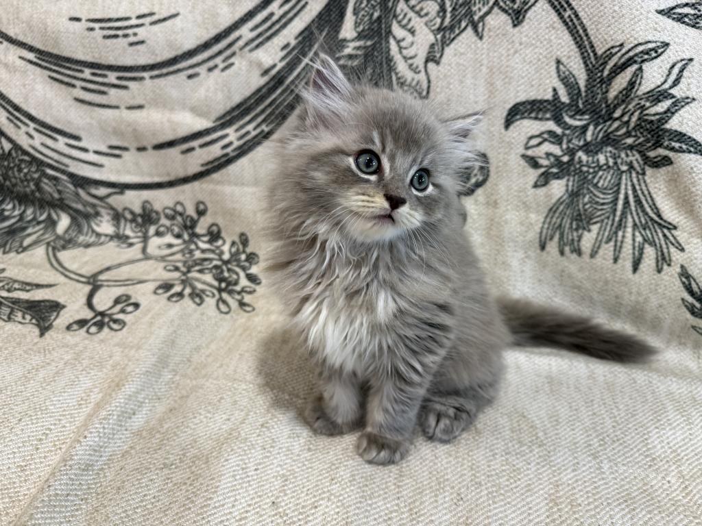 Felix photo 8