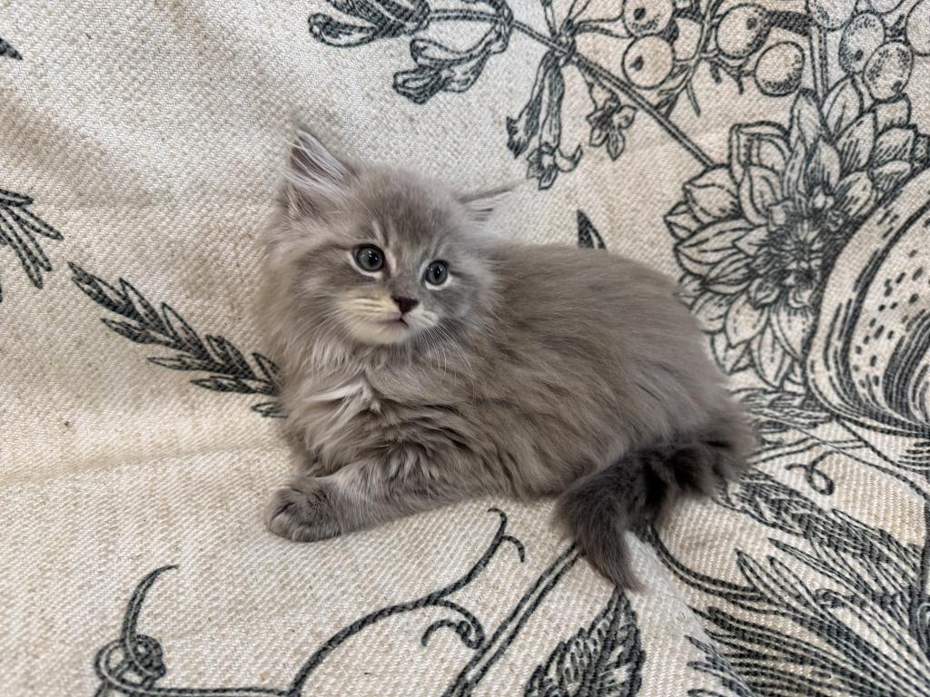 Felix photo 1