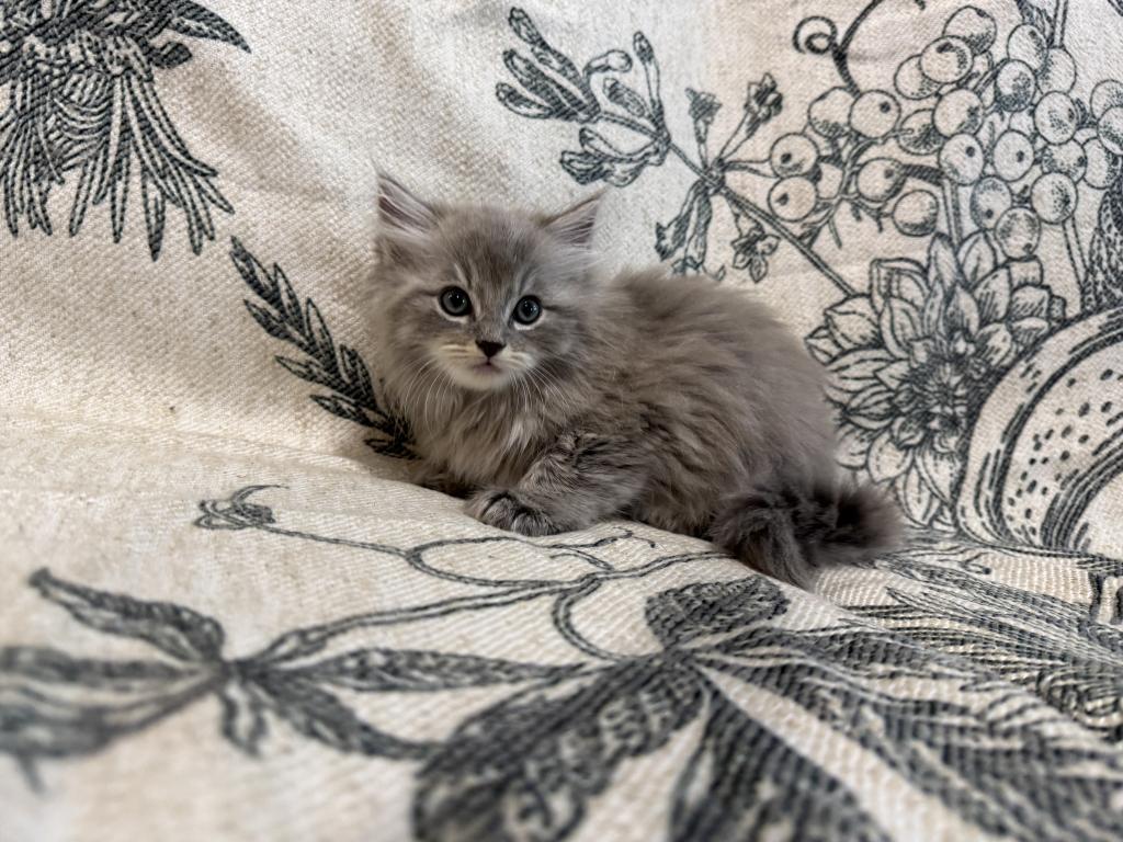 Felix photo 5