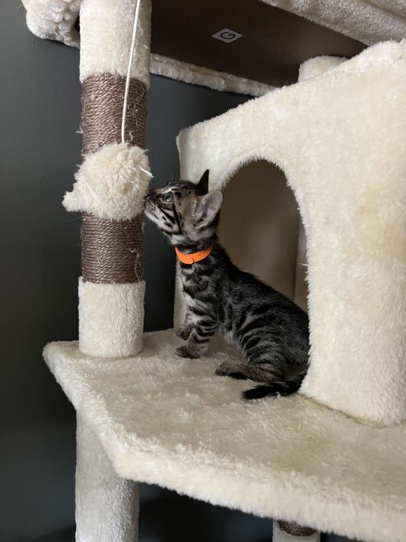 Orange Collar Charcoal photo 3
