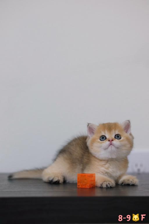 Koko photo 4