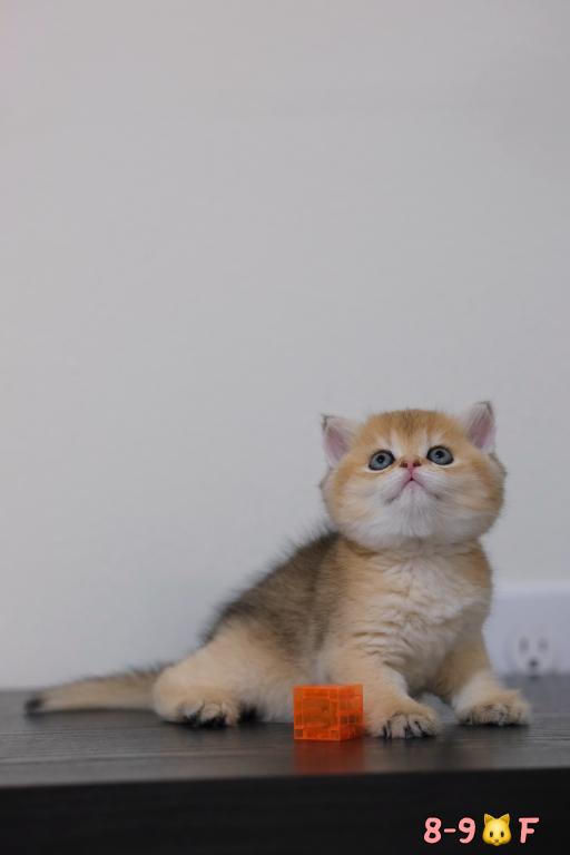 Koko photo 2