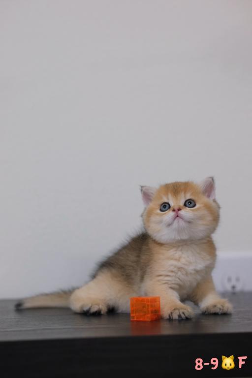 Koko photo 3