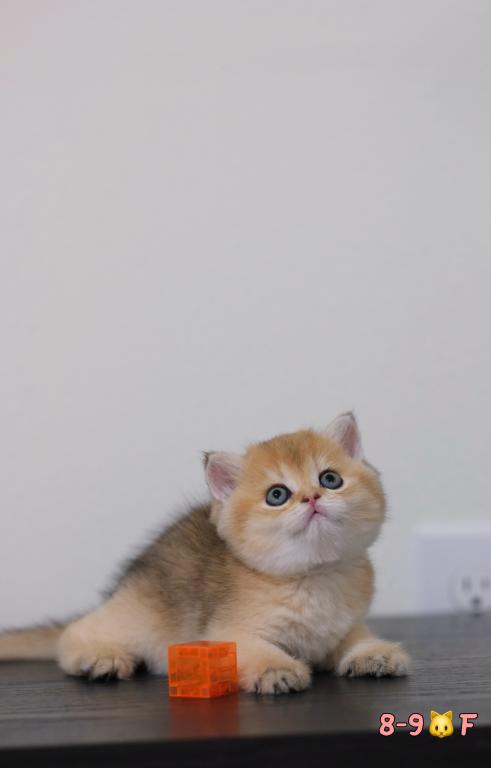 Koko photo 9