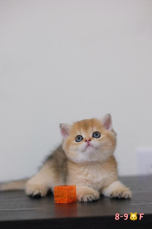 Koko photo 8