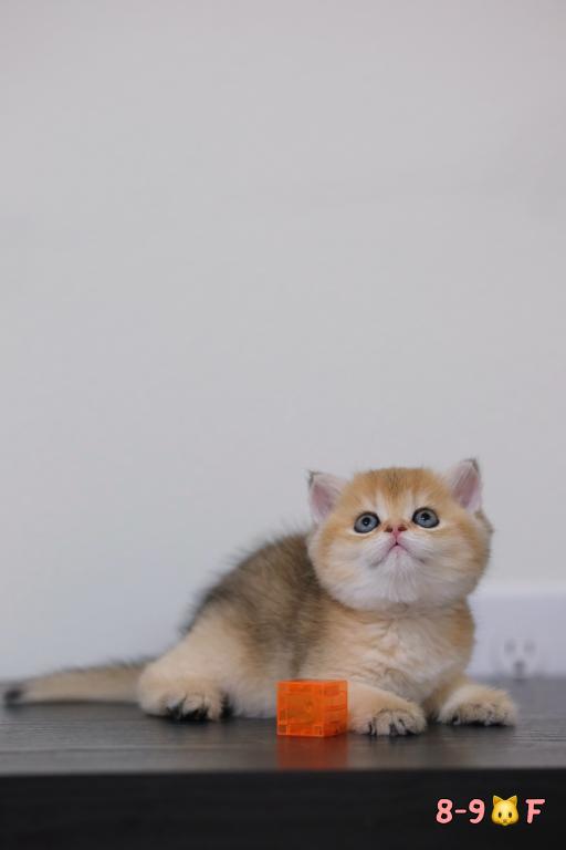 Koko photo 5