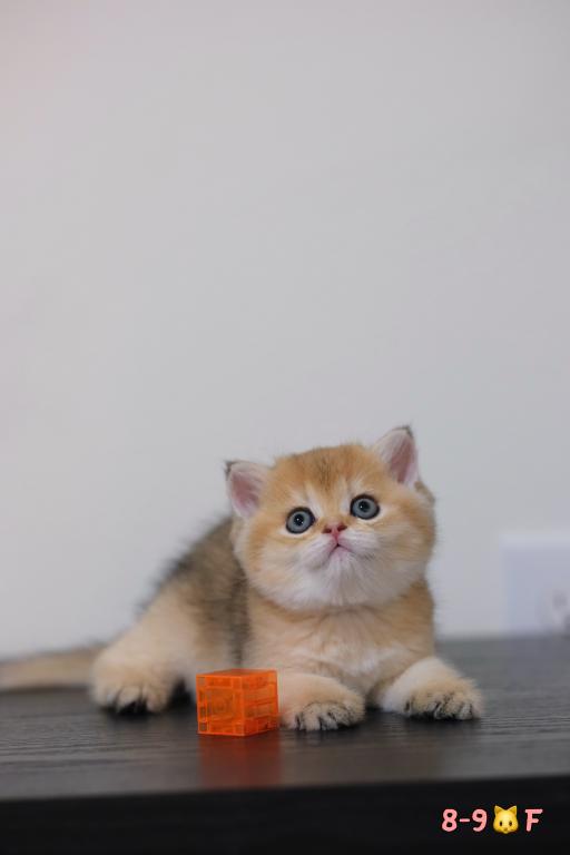 Koko photo 1