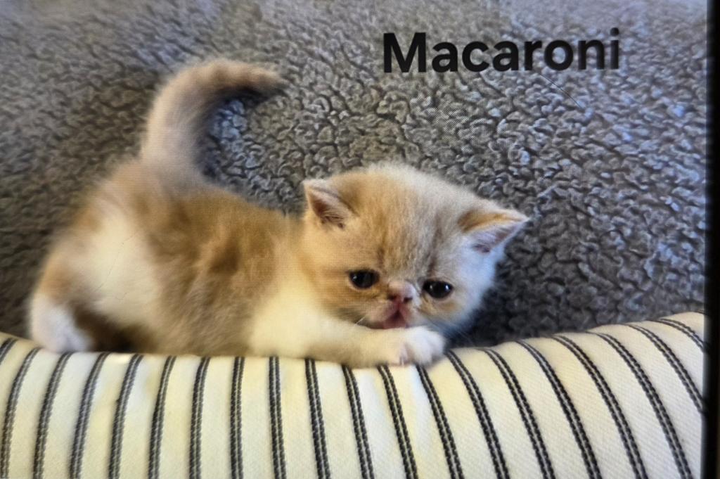 MACARONI photo 1