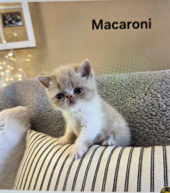 MACARONI photo 4