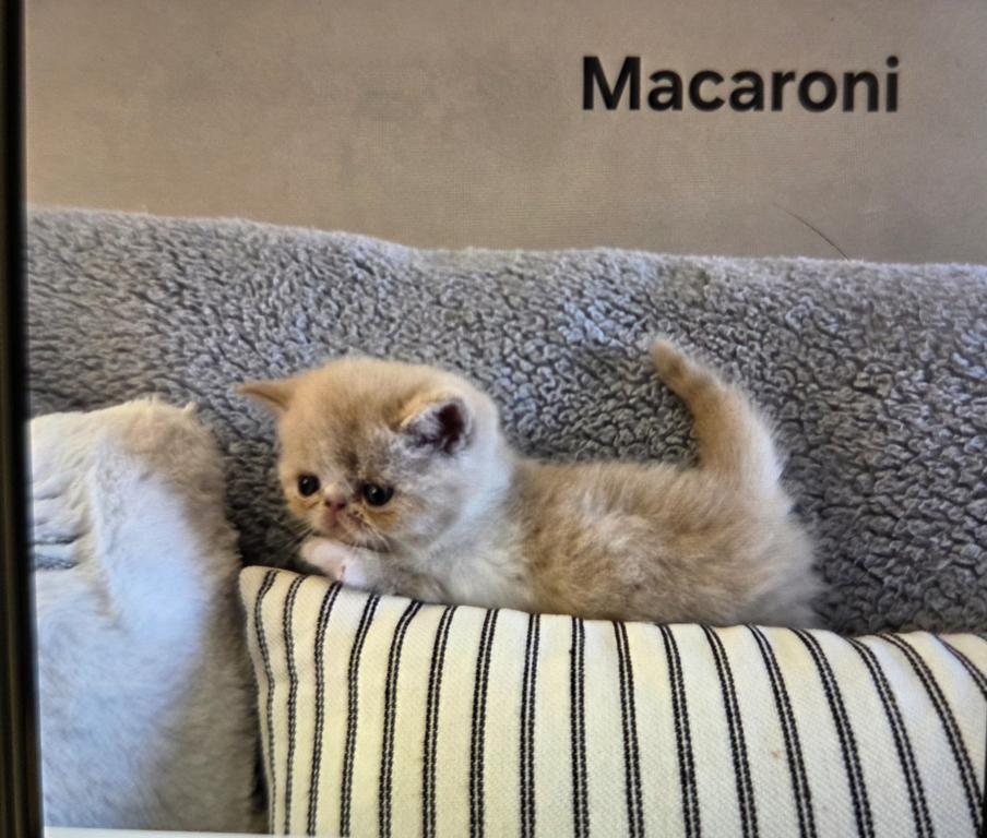 MACARONI photo 3
