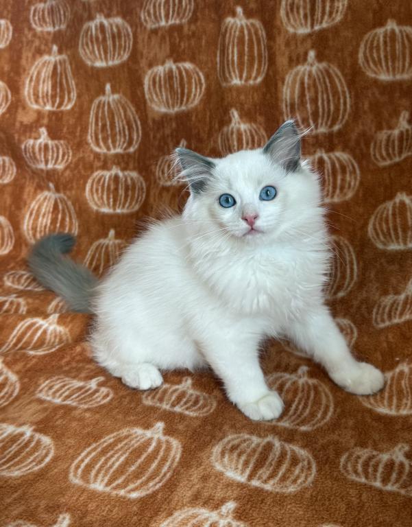 TICA Blue Bicolor Girl Ocean photo 1