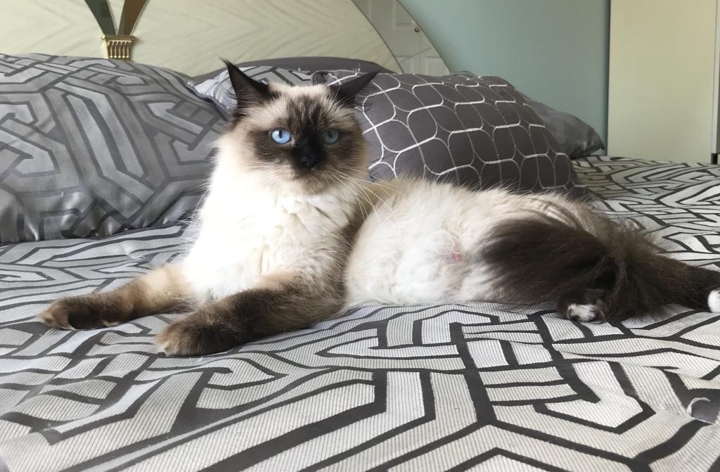 Ragdoll Female photo 5