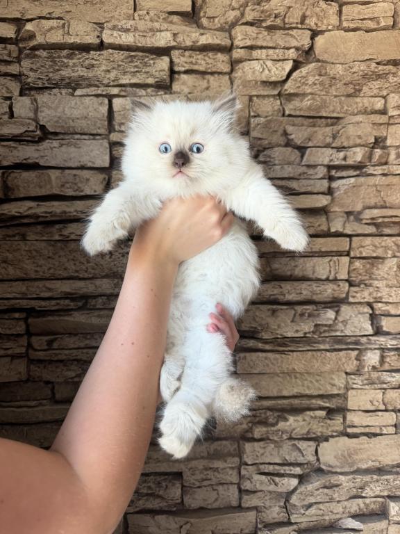 Ragdoll Female photo 3