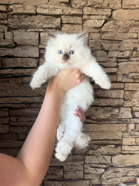 Ragdoll Female photo 1