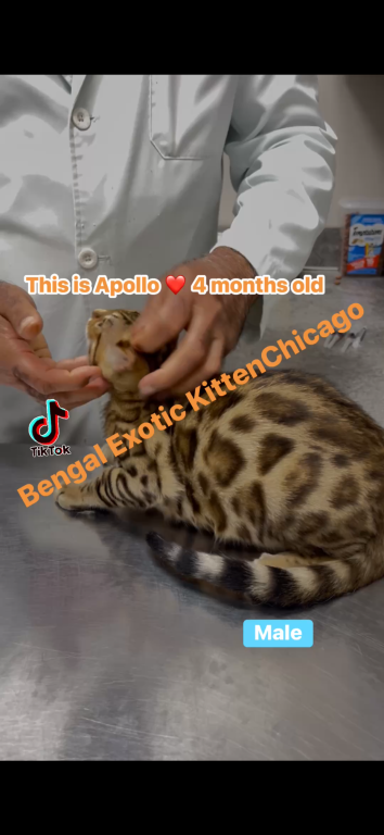 Bengal Kitten Brown Male photo 4