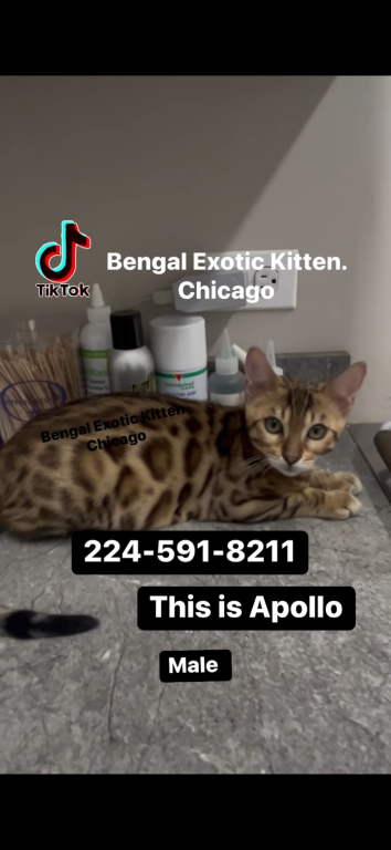 Bengal Kitten Brown Male photo 1