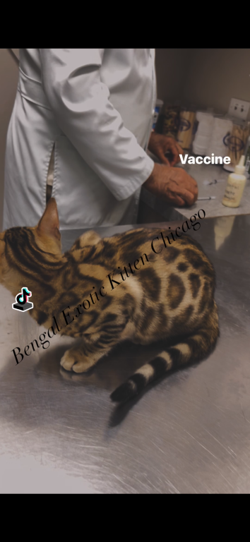 Bengal Kitten Brown Male photo 2