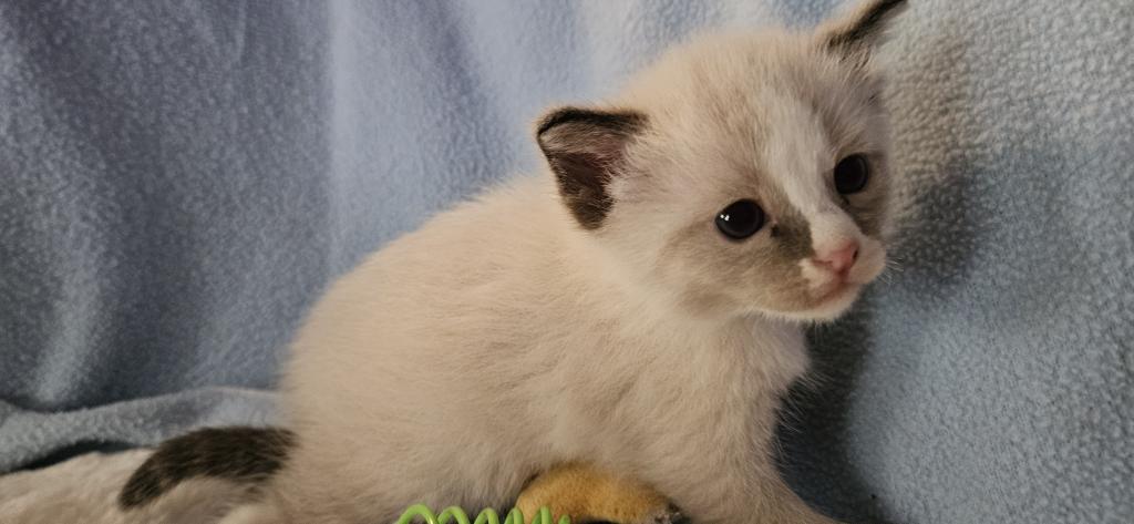 Wyatt photo 13