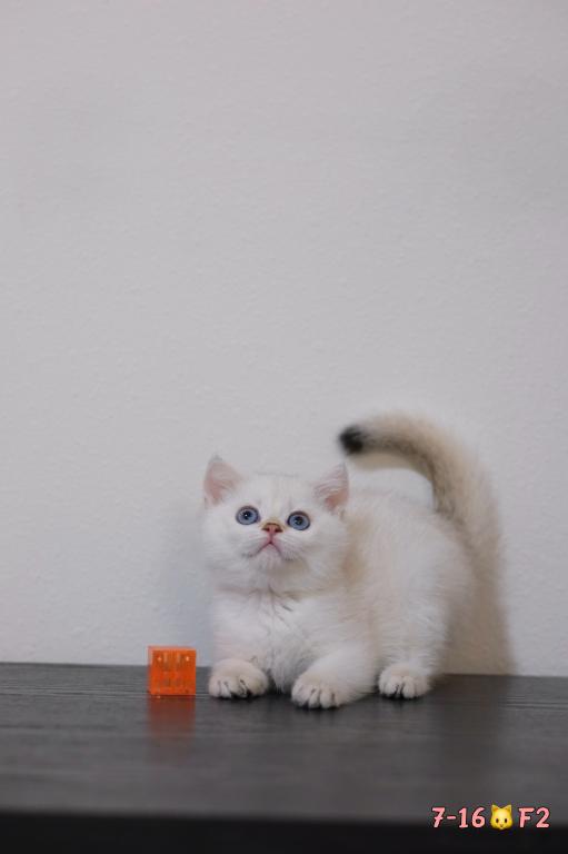 Lilly photo 1