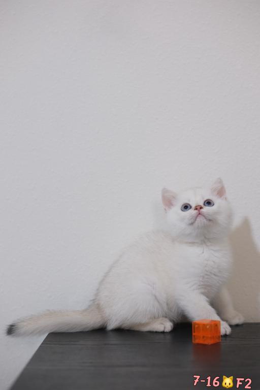 Lilly photo 4