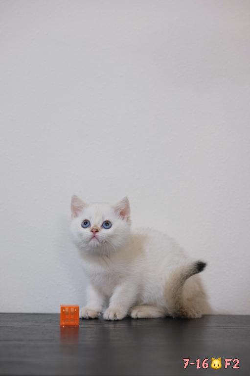 Lilly photo 5