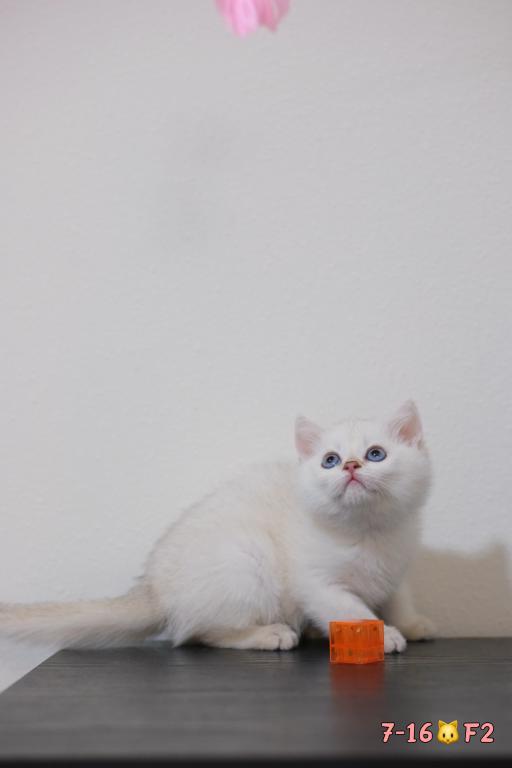Lilly photo 2