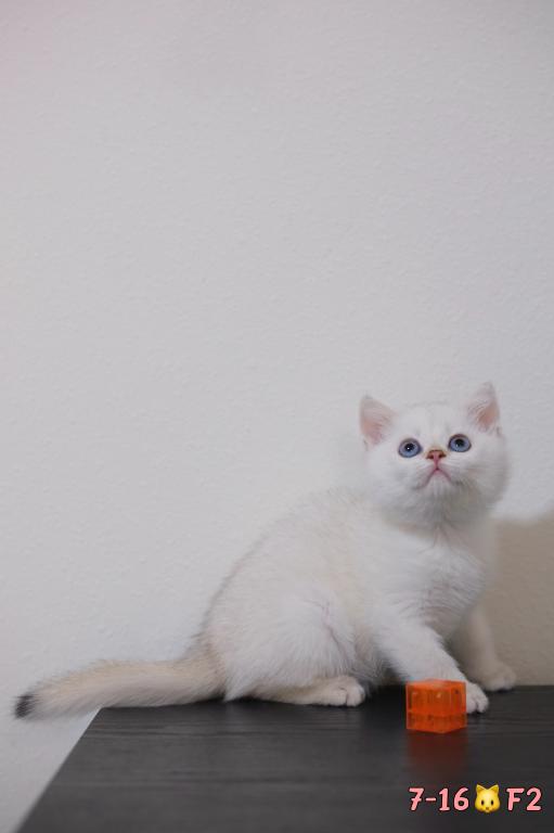 Lilly photo 3