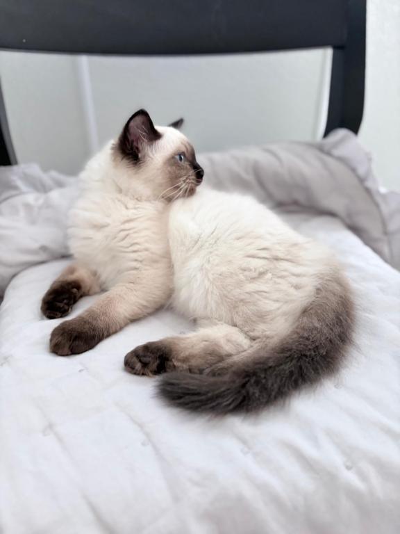 Bueatiful Ragdoll Boy TICA photo 4