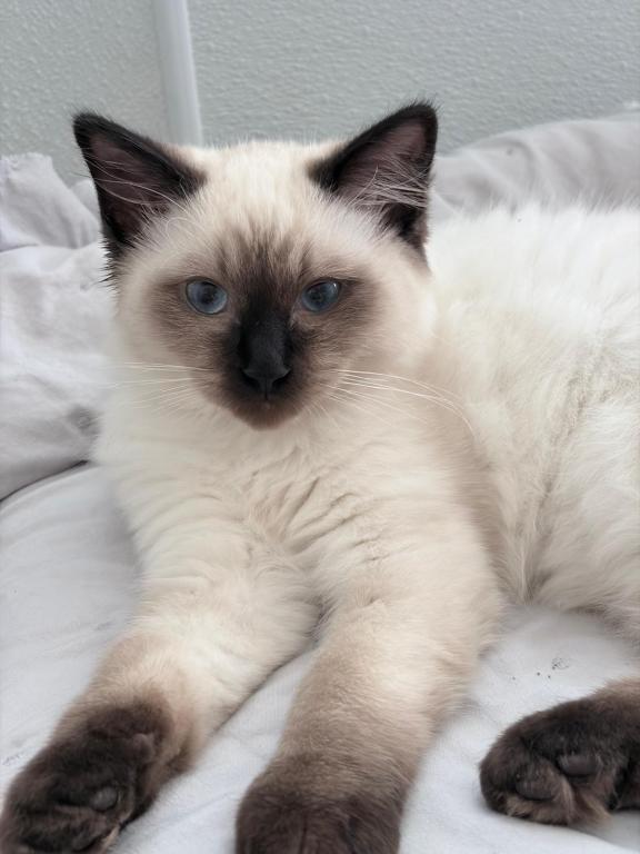 Bueatiful Ragdoll Boy TICA photo 1
