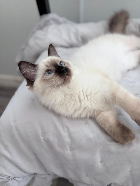 Bueatiful Ragdoll Boy TICA photo 2