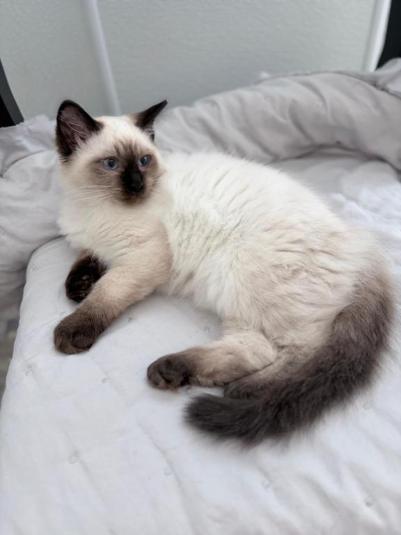 Bueatiful Ragdoll Boy TICA photo 3