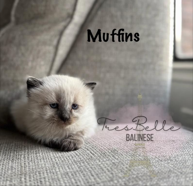 Muffin RESERVED photo 1
