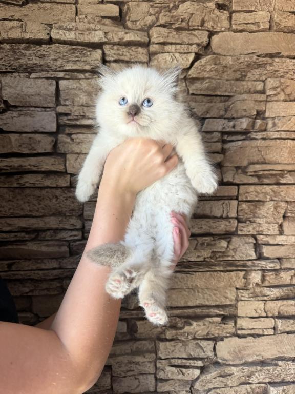 Female Ragdoll photo 1