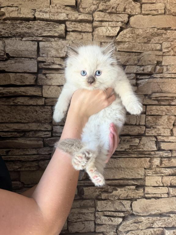 Female Ragdoll photo 6