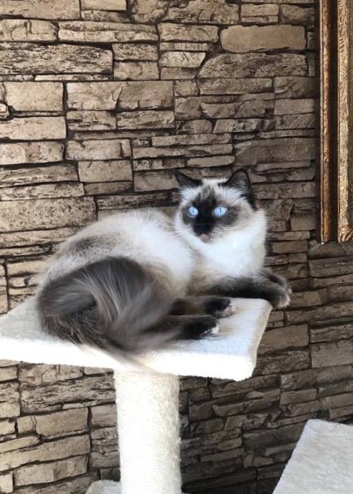 Female Ragdoll photo 5