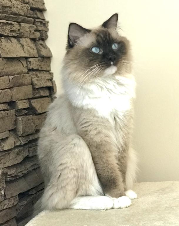 Female Ragdoll photo 4