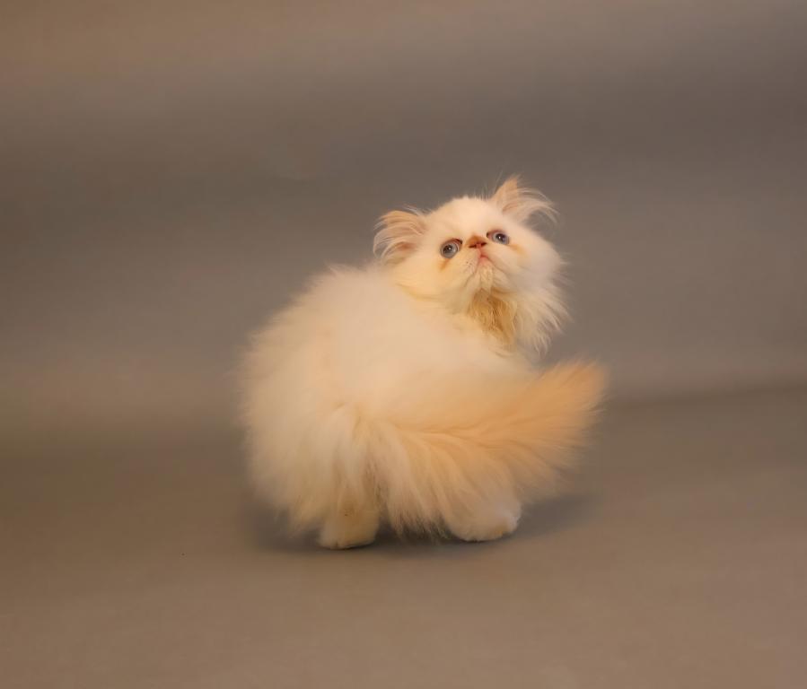 Persian photo 2