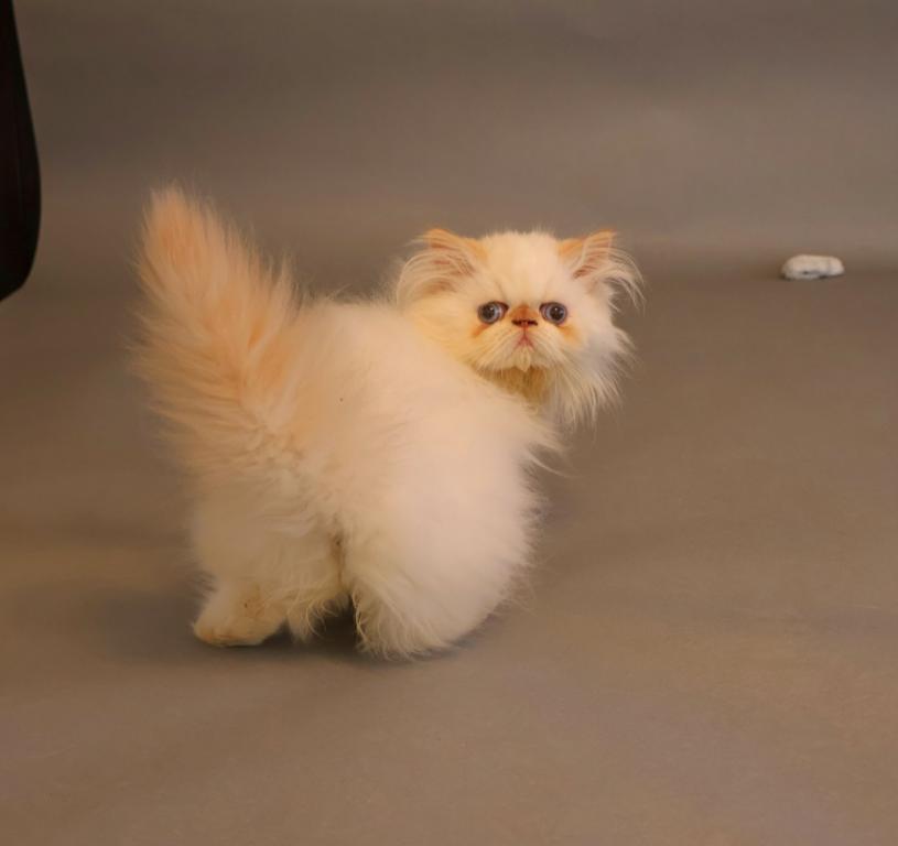Persian photo 6