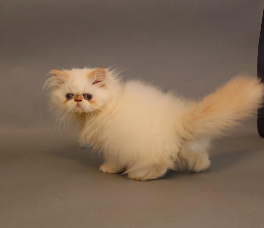 Persian photo 1