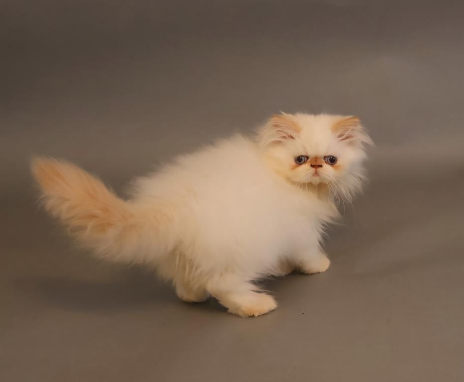 Persian photo 4