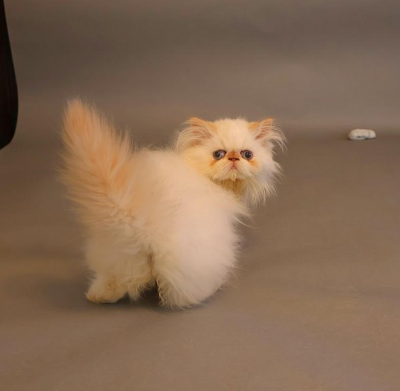 Persian photo 3