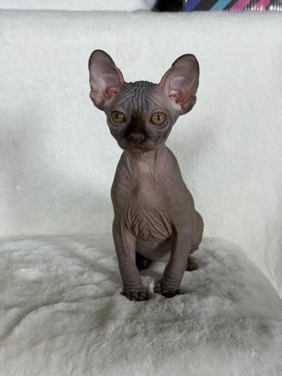 Choco Brown photo 1