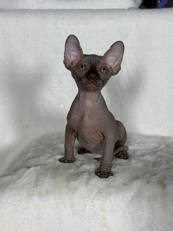Choco Brown photo 2