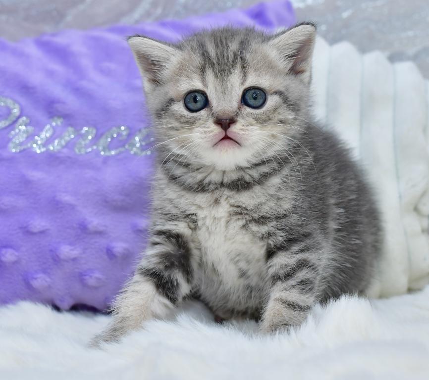 Luna photo 8