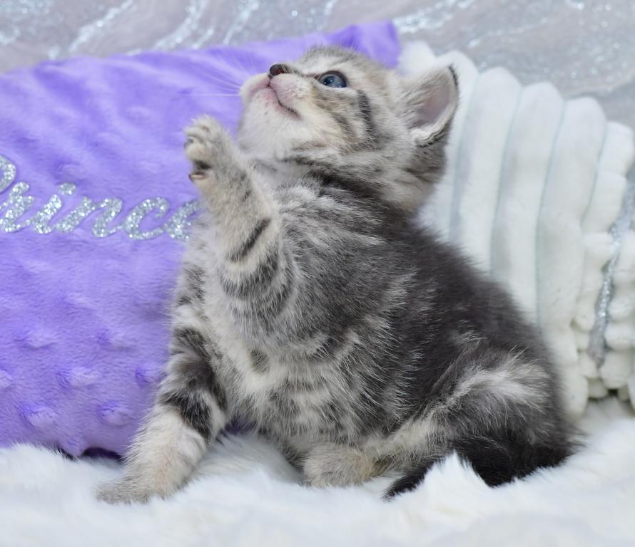 Luna photo 6