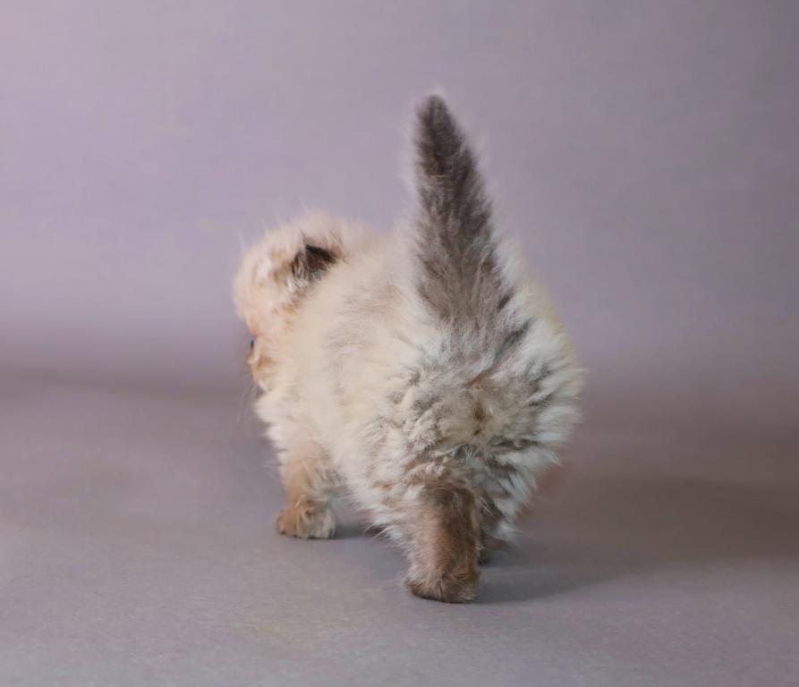 Persian Seal Point photo 6