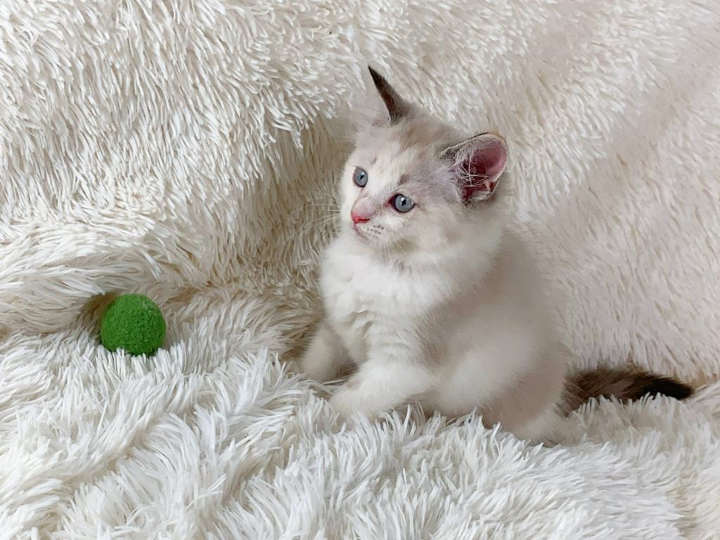 Dolly Beautiful Persian Female photo 3