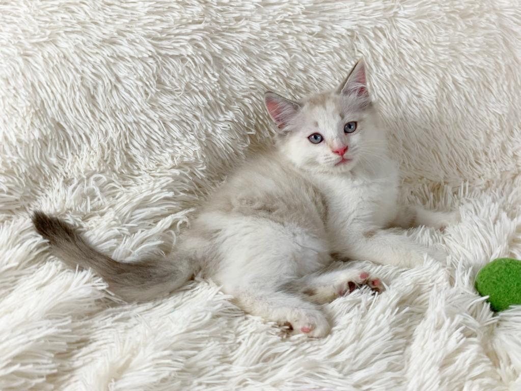 Dolly Beautiful Persian Female photo 2