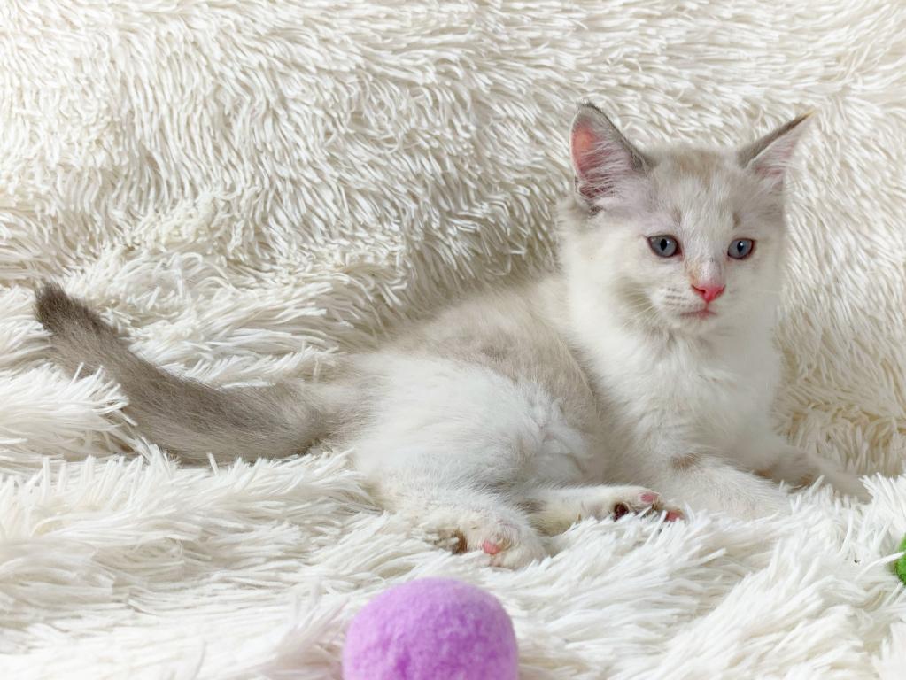 Dolly Beautiful Persian Female photo 1